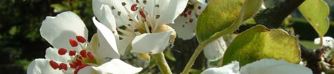 gross Pflanzenauswahl