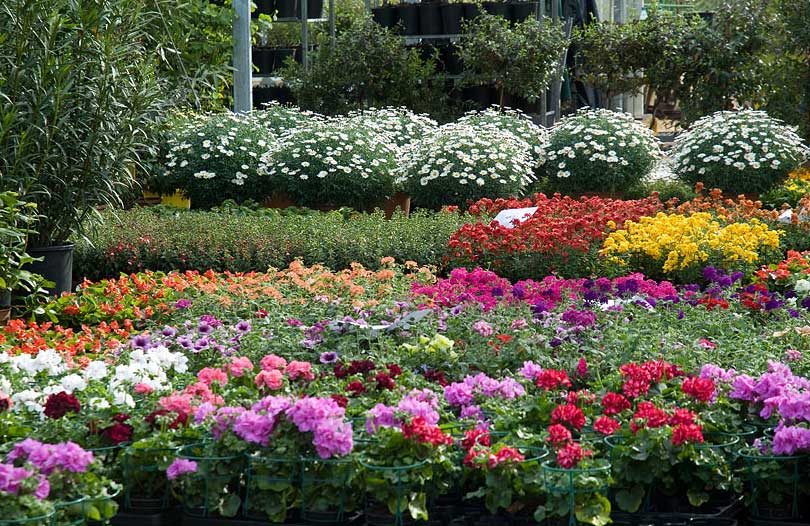 Bunte Blumen im Schnflieer Pflanzenmarkt